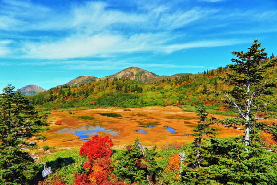 紅葉の笹ヶ峰高原と妙高高原駅を結ぶ「笹ヶ峰直行バス」！　