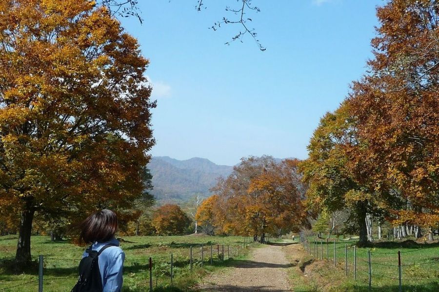 紅葉の笹ヶ峰高原と妙高高原駅を結ぶ 笹ヶ峰直行バス 新潟の交通 公式 新潟県のおすすめ観光 旅行情報 にいがた観光ナビ