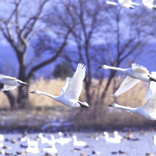 瓢湖水きん公園