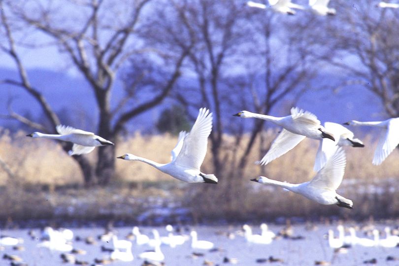 瓢湖水きん公園