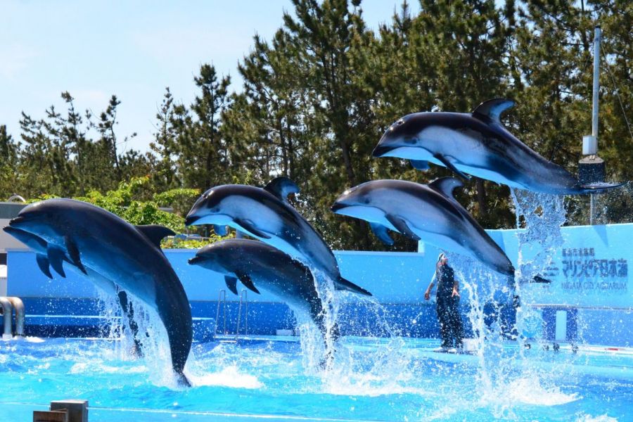 マリンピア日本海 イルカのショータイム 新潟の体験 公式 新潟県のおすすめ観光 旅行情報 にいがた観光ナビ
