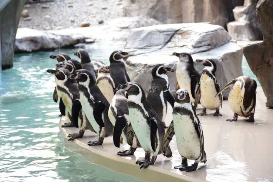 たくさんのペンギンに出会えるペンギン海岸