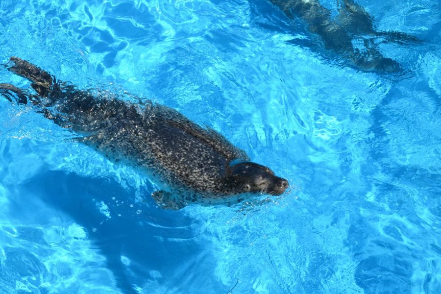 のんびりと泳ぐゴマフアザラシ