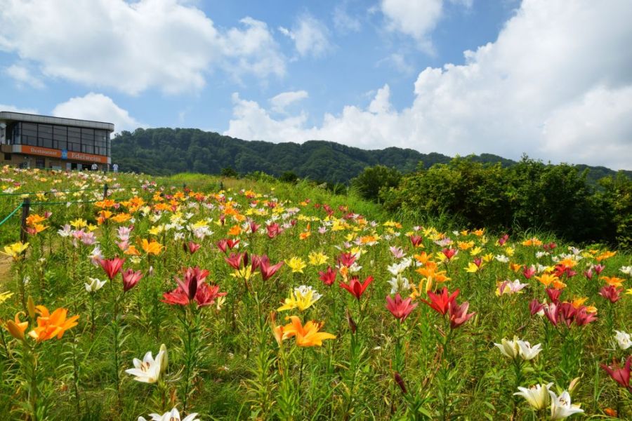 スキーだけじゃない！ 夏も楽しい湯沢高原