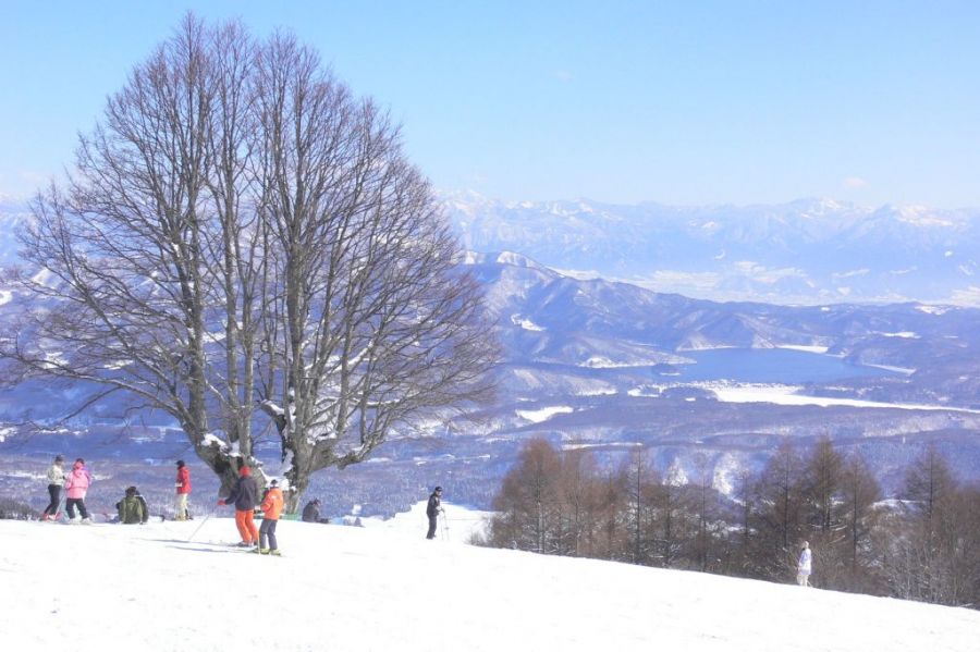 杉ノ原スキー場の御神木しなの木