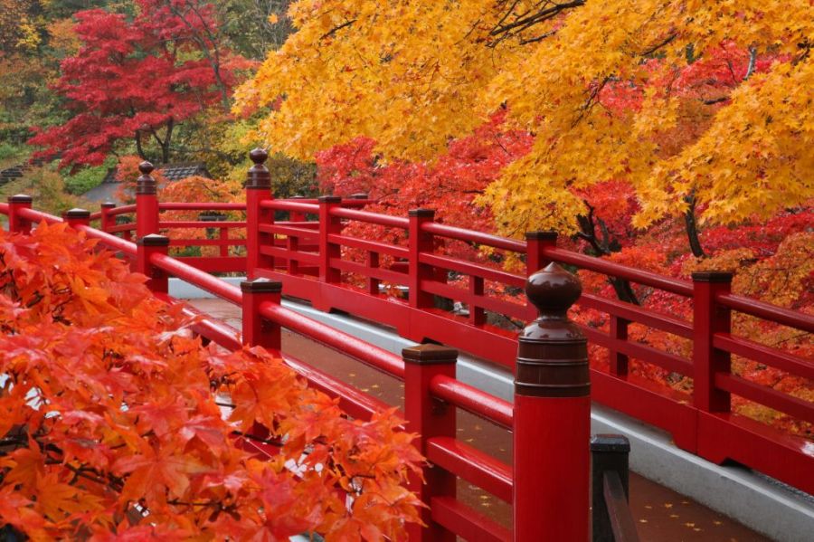 弥彦公園 新潟の観光スポット 公式 新潟県のおすすめ観光 旅行情報 にいがた観光ナビ