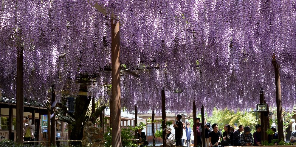 建物、庭園、美術品、新潟の美があふれる豪農の館 北方文化博物館