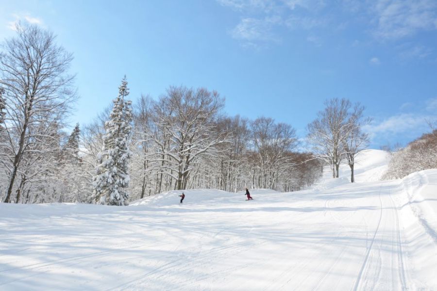 雪質抜群のフォレストゾーン