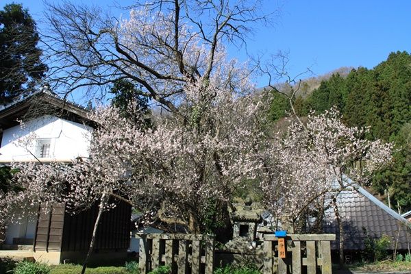 御梅堂の霊木 藤・梅