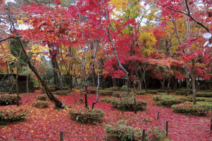 新潟縣日本之美的日式庭園 松雲山莊 10月底開始夜間點燈seewide