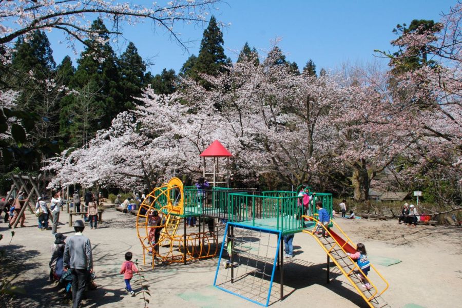 加茂山公園 新潟の観光スポット 公式 新潟県のおすすめ観光 旅行情報 にいがた観光ナビ