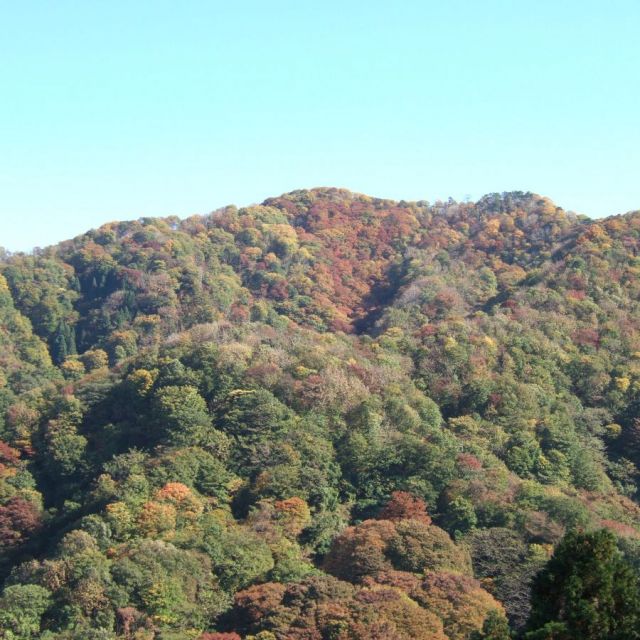 大峰山 橡平サクラ樹林