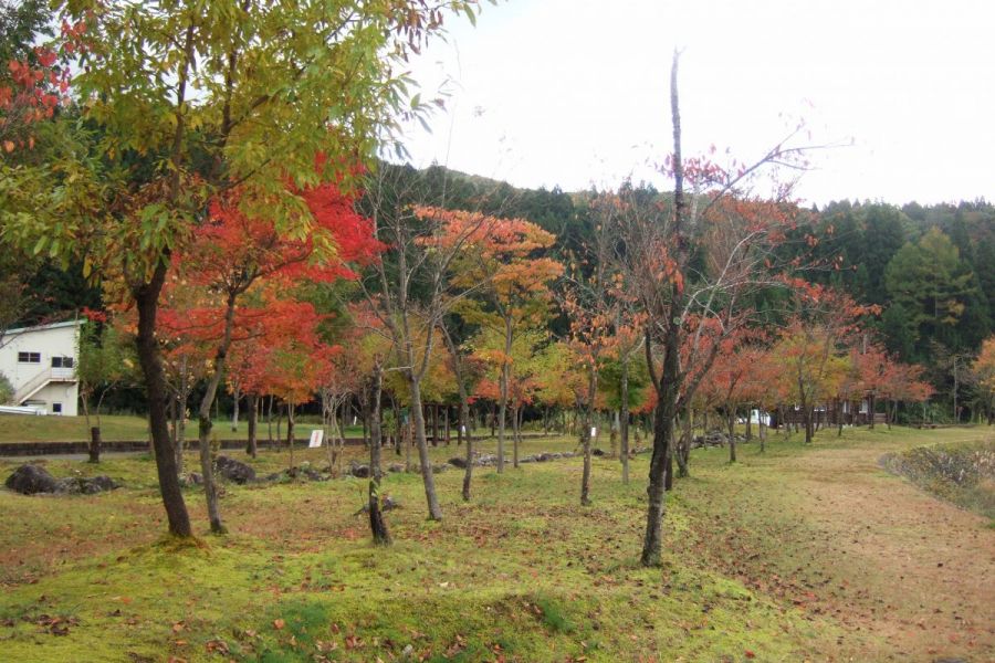 滝谷森林公園 新潟の観光スポット 公式 新潟県のおすすめ観光 旅行情報 にいがた観光ナビ