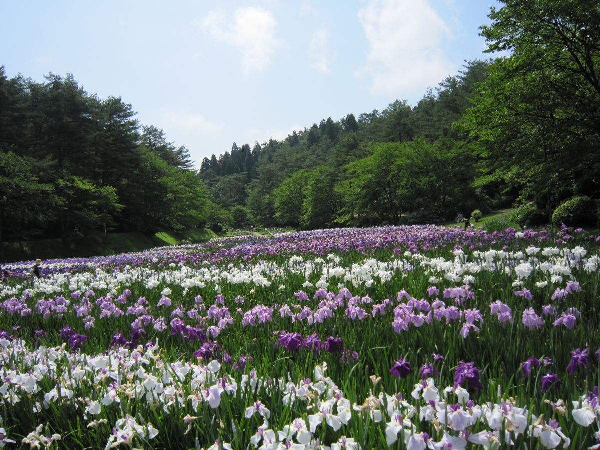 五十公野公園｜新潟の観光スポット｜【公式】新潟県のおすすめ観光・旅行情報！にいがた観光ナビ