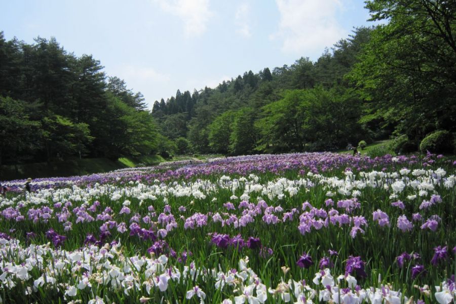 五十公野公園