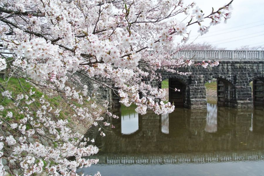 加治川治水記念公園・加治川堤の桜｜新潟の観光スポット｜【公式】新潟県のおすすめ観光・旅行情報！にいがた観光ナビ