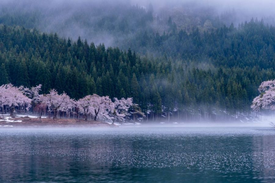 中子の桜 新潟の観光スポット 公式 新潟県のおすすめ観光 旅行情報 にいがた観光ナビ