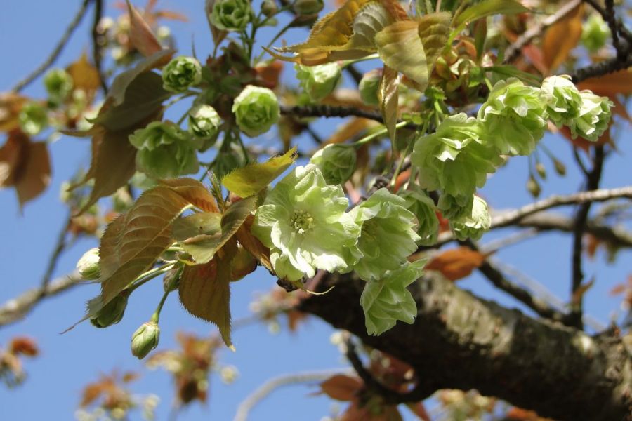 北山池公園【桜の名所】