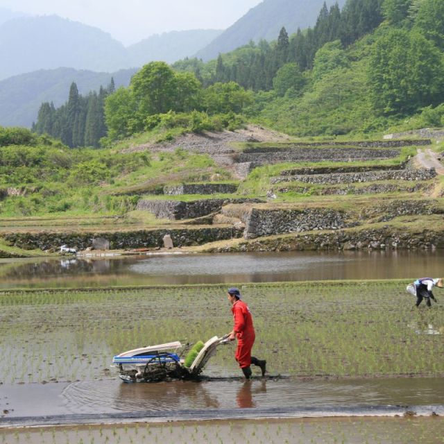 結東の石垣田