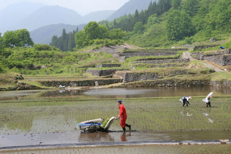 結東の石垣田