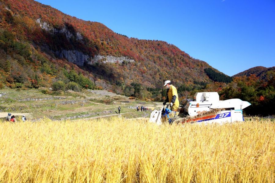 結東の石垣田