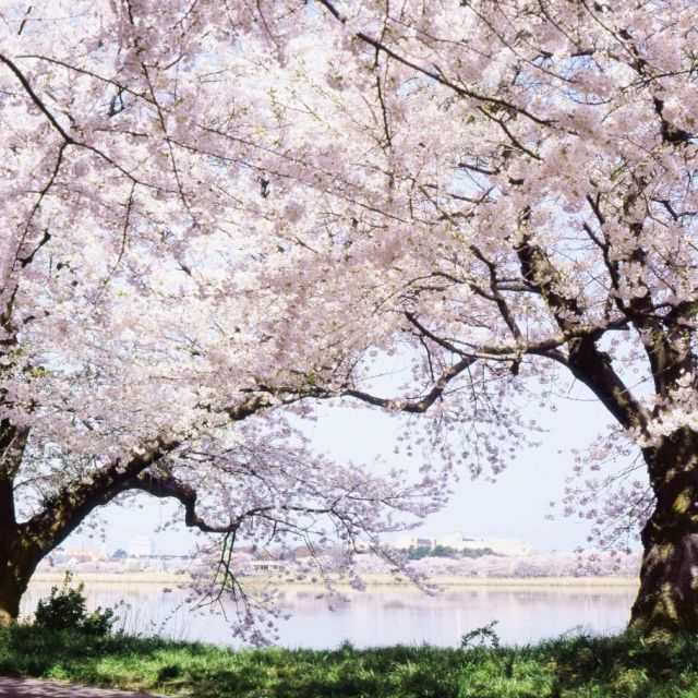 鳥屋野潟