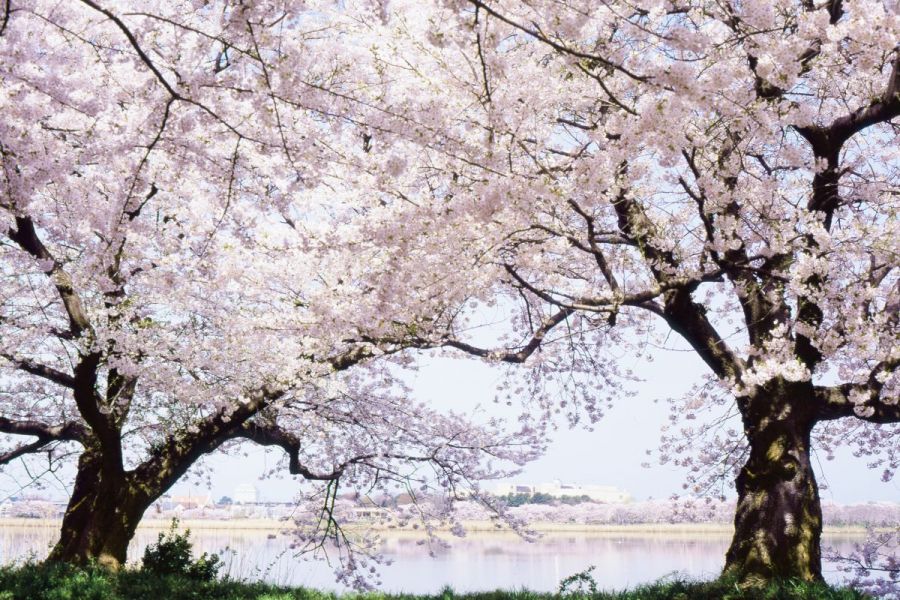 鳥屋野潟