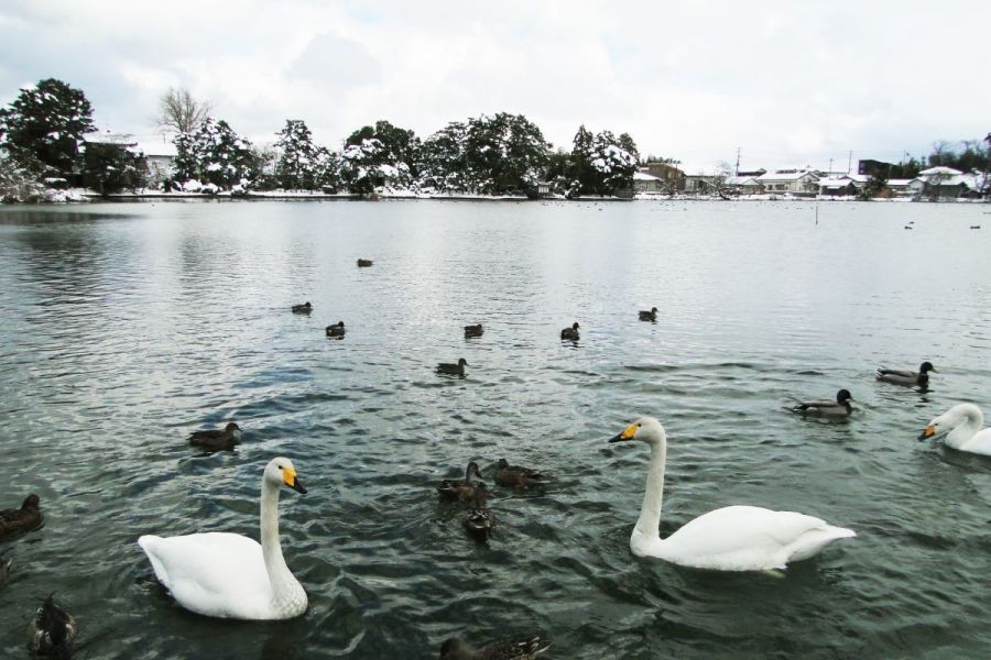 弁天潟風致公園 新潟の観光スポット 公式 新潟県のおすすめ観光 旅行情報 にいがた観光ナビ