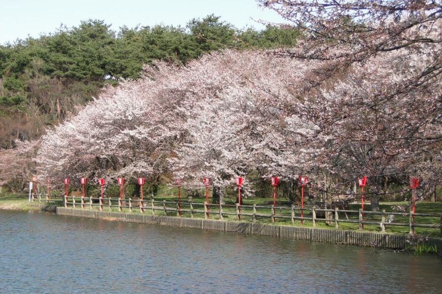 弁天潟風致公園 新潟の観光スポット 公式 新潟県のおすすめ観光 旅行情報 にいがた観光ナビ