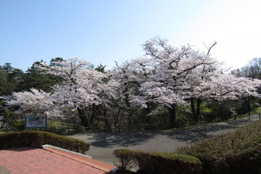 柏崎 松雲山荘庭園 在赤坂山公園中可以悠閒地散步