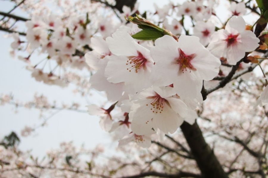 赤坂山公園 新潟の観光スポット 公式 新潟県のおすすめ観光 旅行情報 にいがた観光ナビ