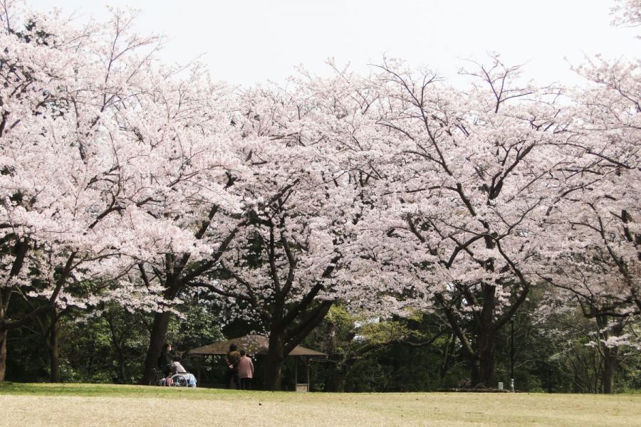 赤坂山公園 新潟の観光スポット 公式 新潟県のおすすめ観光 旅行情報 にいがた観光ナビ