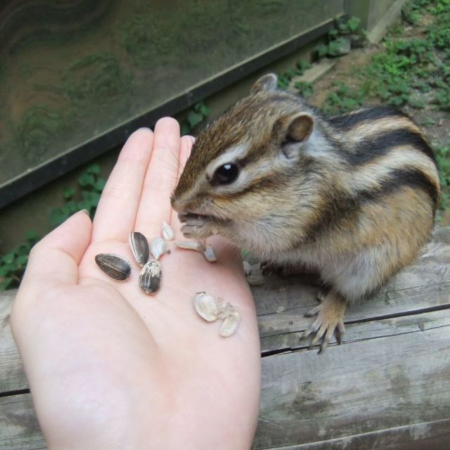 リス園（加茂山公園）