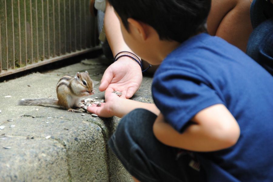 リス園 加茂山公園 ロケ地検索 新潟ロケーションガイド 公式 新潟県のおすすめ観光 旅行情報 にいがた観光ナビ