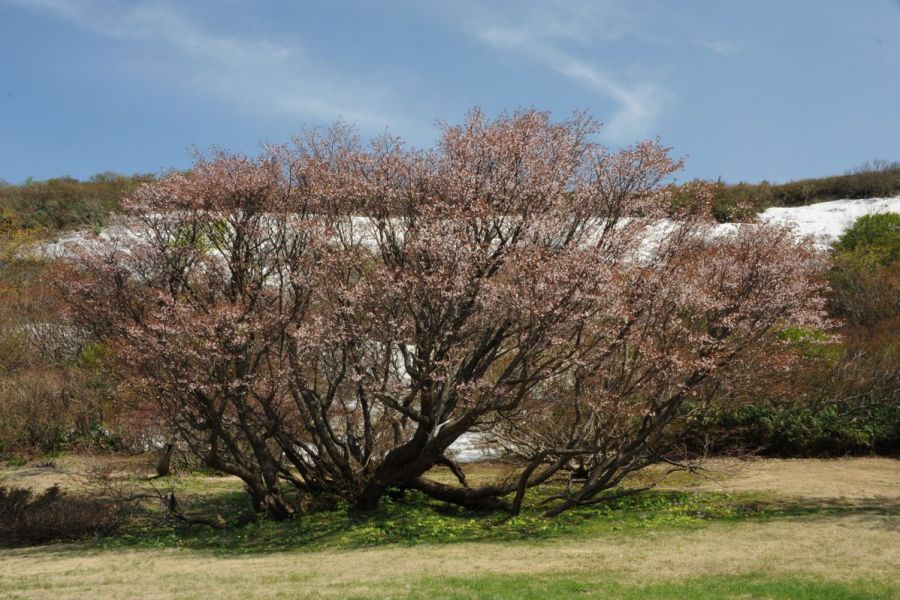 妙見山周辺の桜