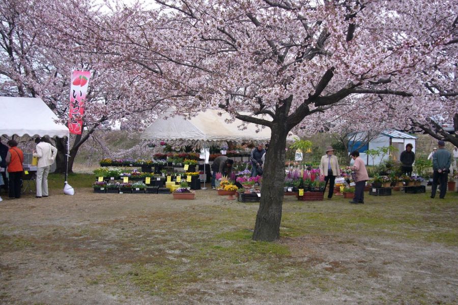 加治川桜まつり 新潟のイベント 公式 新潟県のおすすめ観光 旅行情報 にいがた観光ナビ