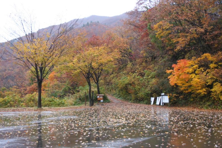 桜坂駐車場の紅葉