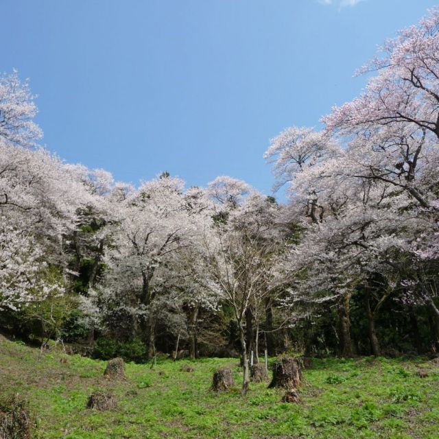 小山田彼岸桜樹林