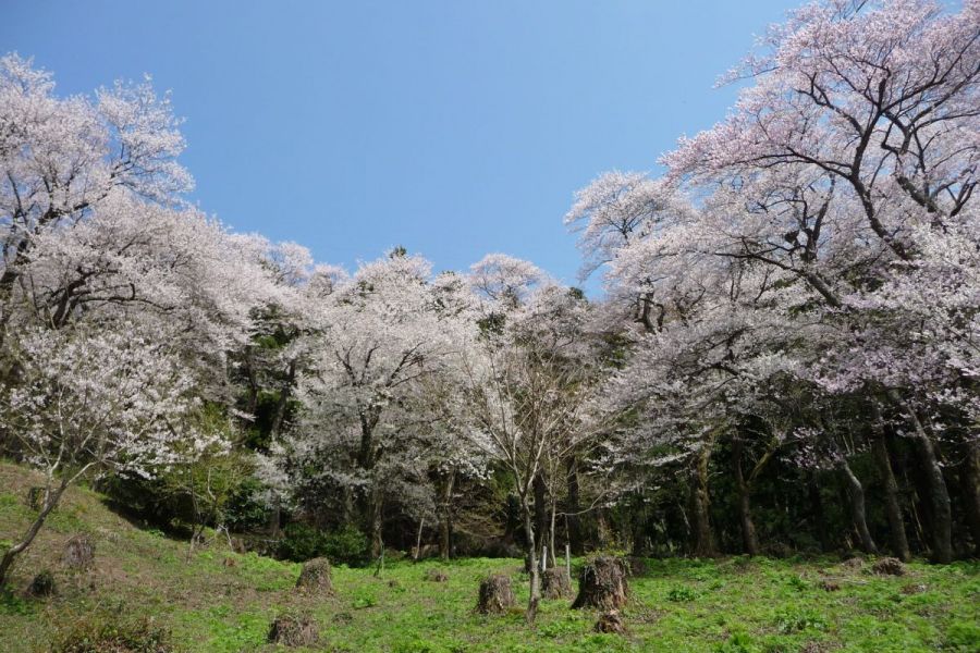 小山田彼岸桜樹林 新潟の観光スポット 公式 新潟県のおすすめ観光 旅行情報 にいがた観光ナビ