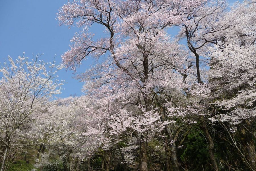 小山田彼岸桜樹林 新潟の観光スポット 公式 新潟県のおすすめ観光 旅行情報 にいがた観光ナビ