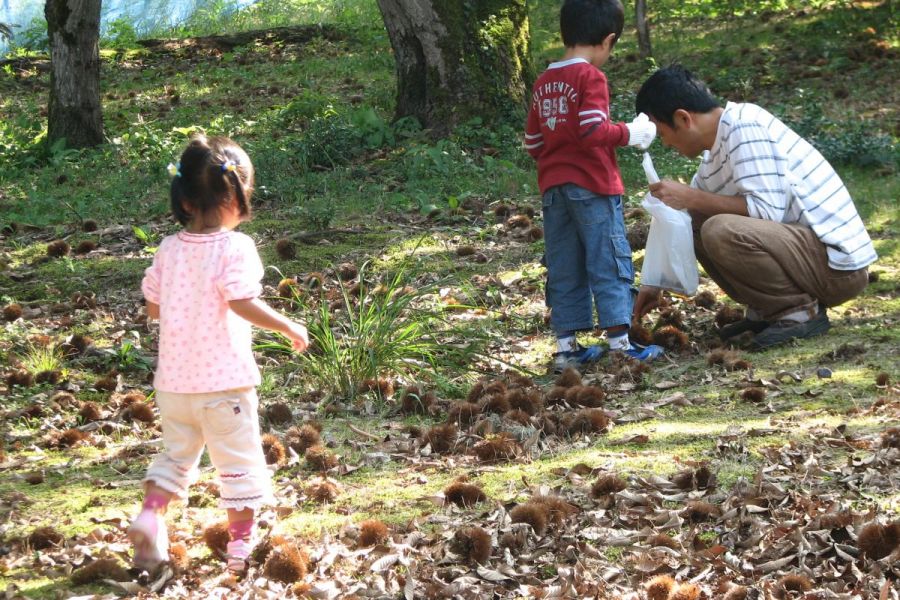 今井観光栗園