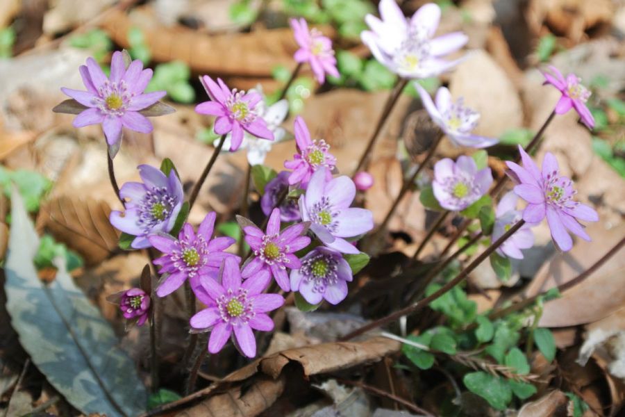 県庁の森