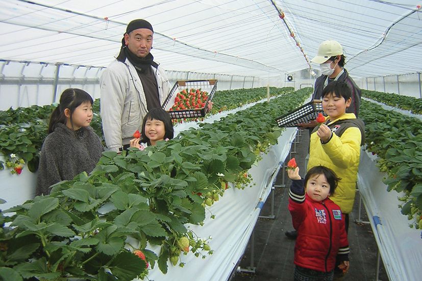 苺の花ことば 新潟の体験 公式 新潟県のおすすめ観光 旅行情報 にいがた観光ナビ
