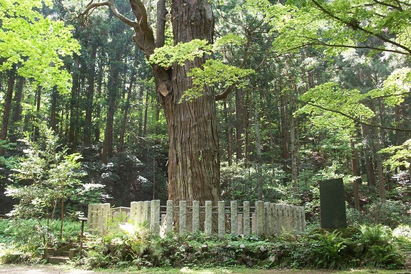 弥彦の婆々スギ