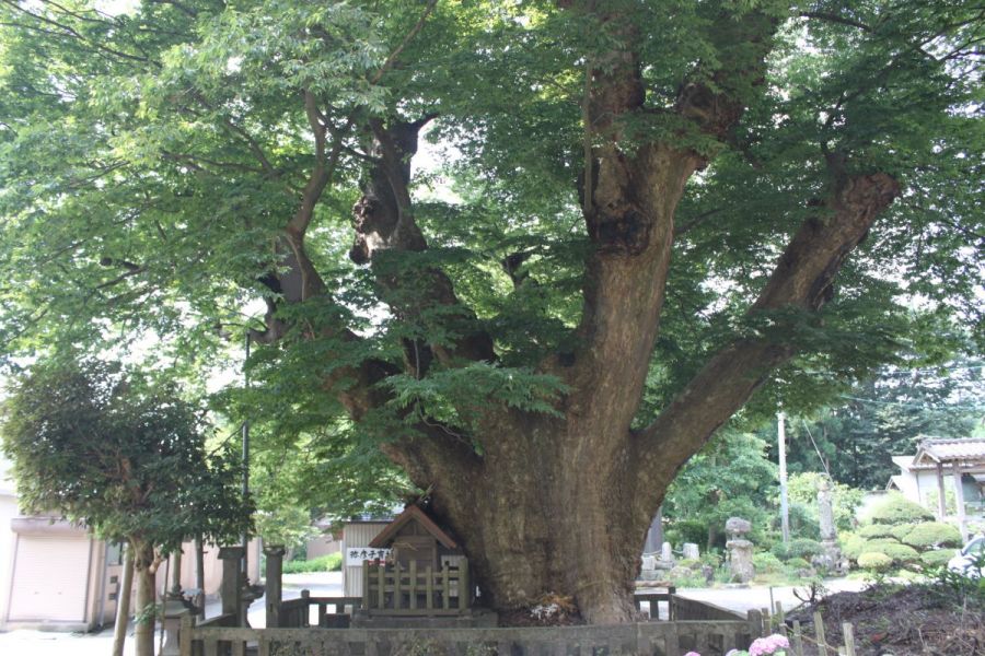 弥彦の蛸ケヤキ 新潟の観光スポット 公式 新潟県のおすすめ観光 旅行情報 にいがた観光ナビ