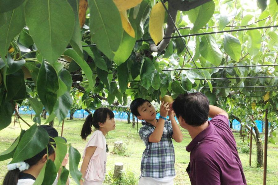 白根大郷梨中村観光果樹園