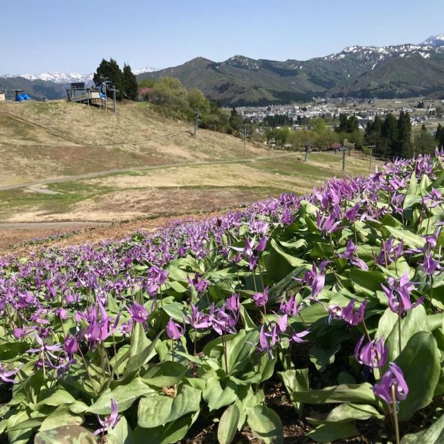 小出公園カタクリ群生地