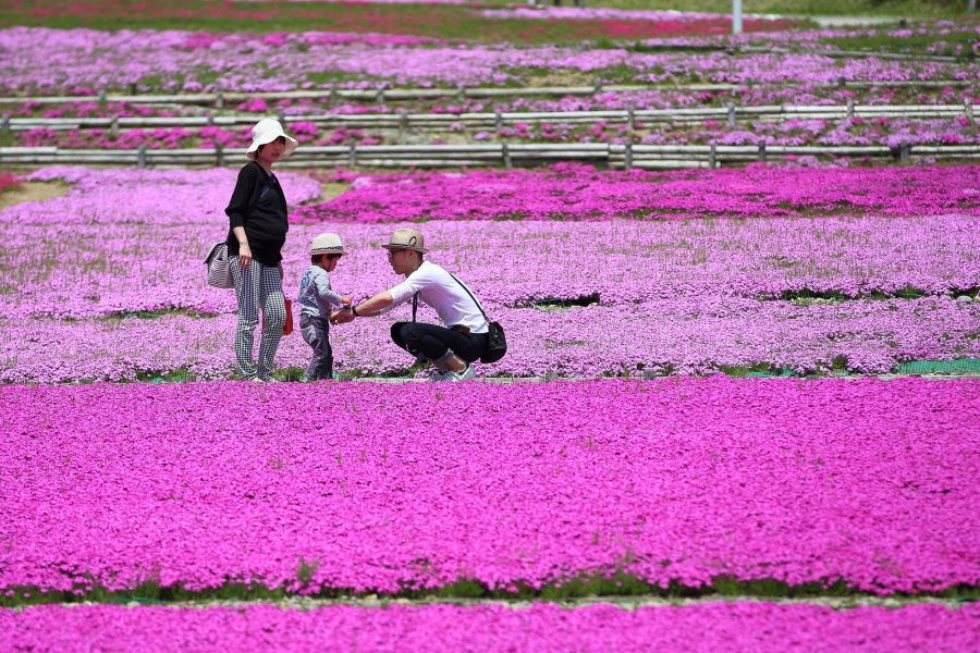 魚沼芝桜まつり 新潟のイベント 公式 新潟県のおすすめ観光 旅行情報 にいがた観光ナビ