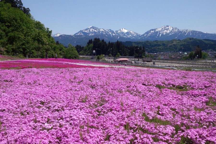 魚沼芝桜まつり 新潟のイベント 公式 新潟県のおすすめ観光 旅行情報 にいがた観光ナビ