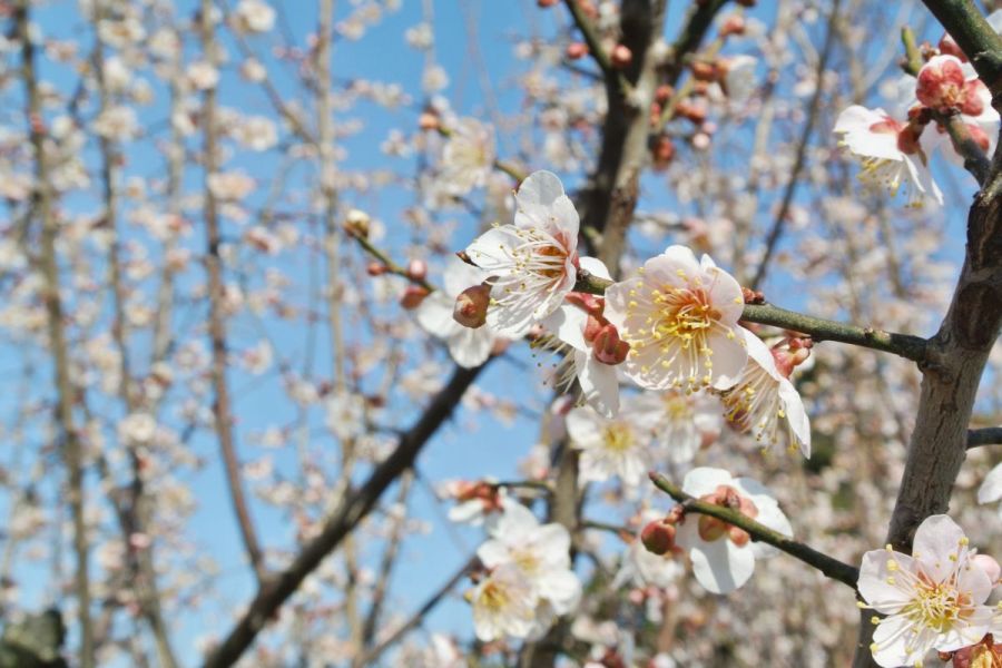 かめだ梅の花めぐり 新潟のイベント 公式 新潟県のおすすめ観光 旅行情報 にいがた観光ナビ